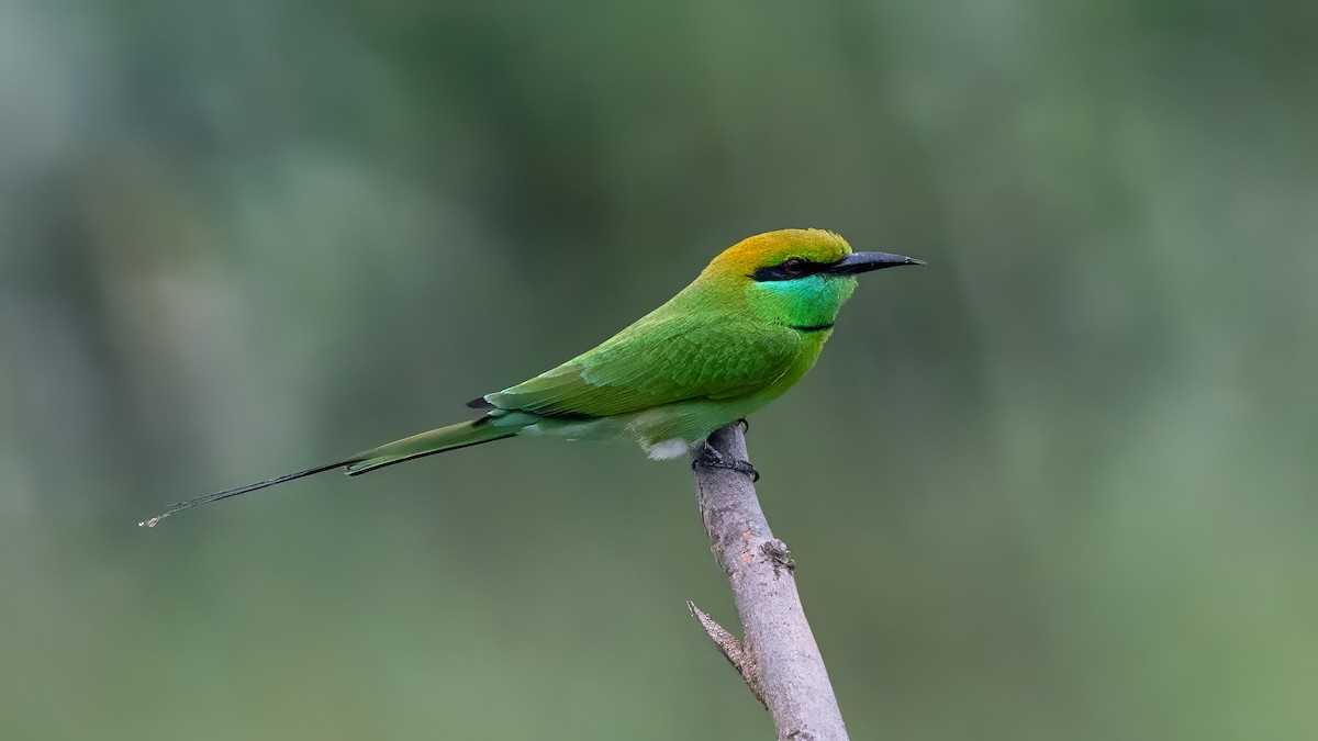 Asian Green Bee-eater - ML644567257