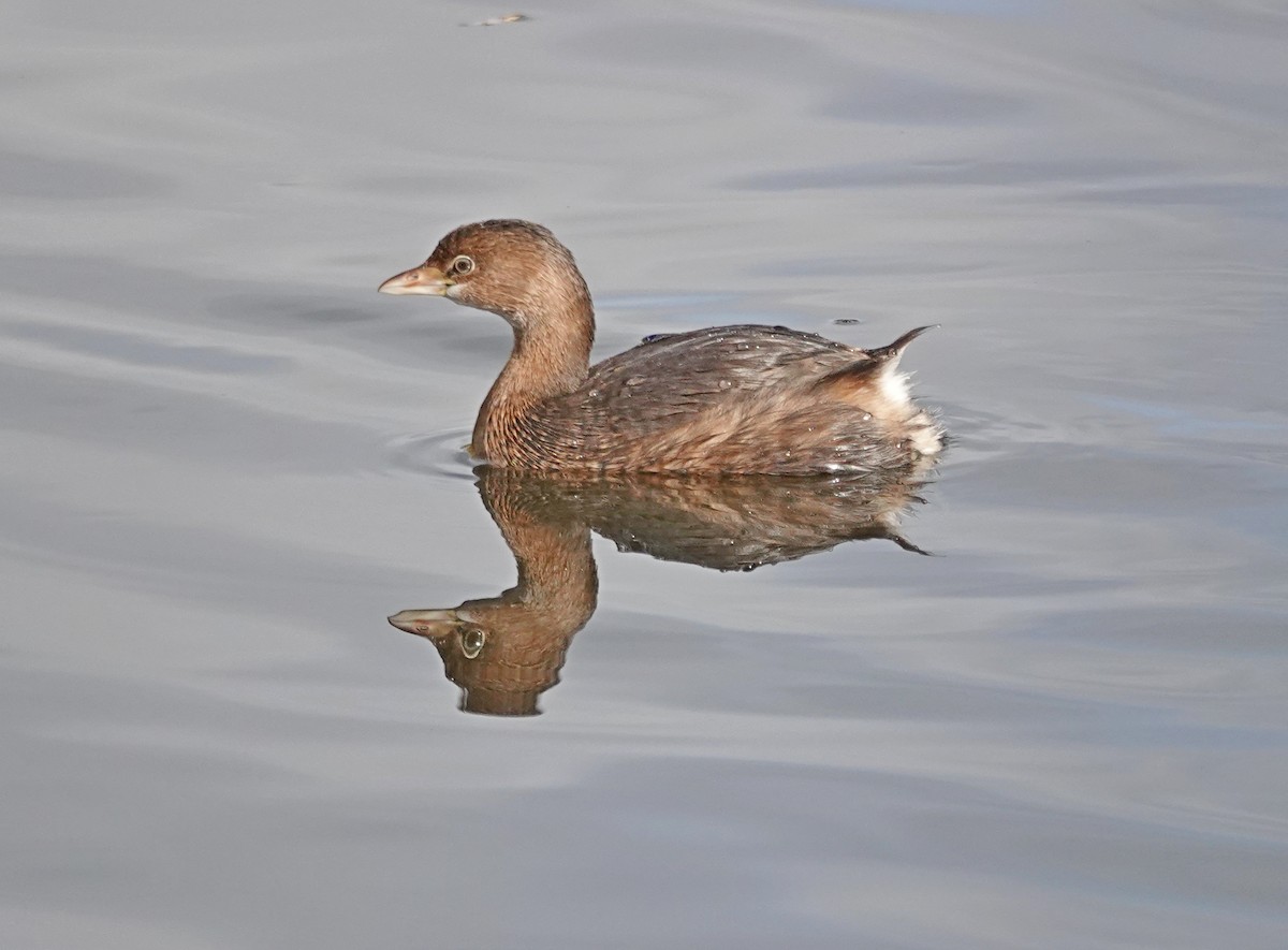 Txilinporta mokolodia - ML644567260