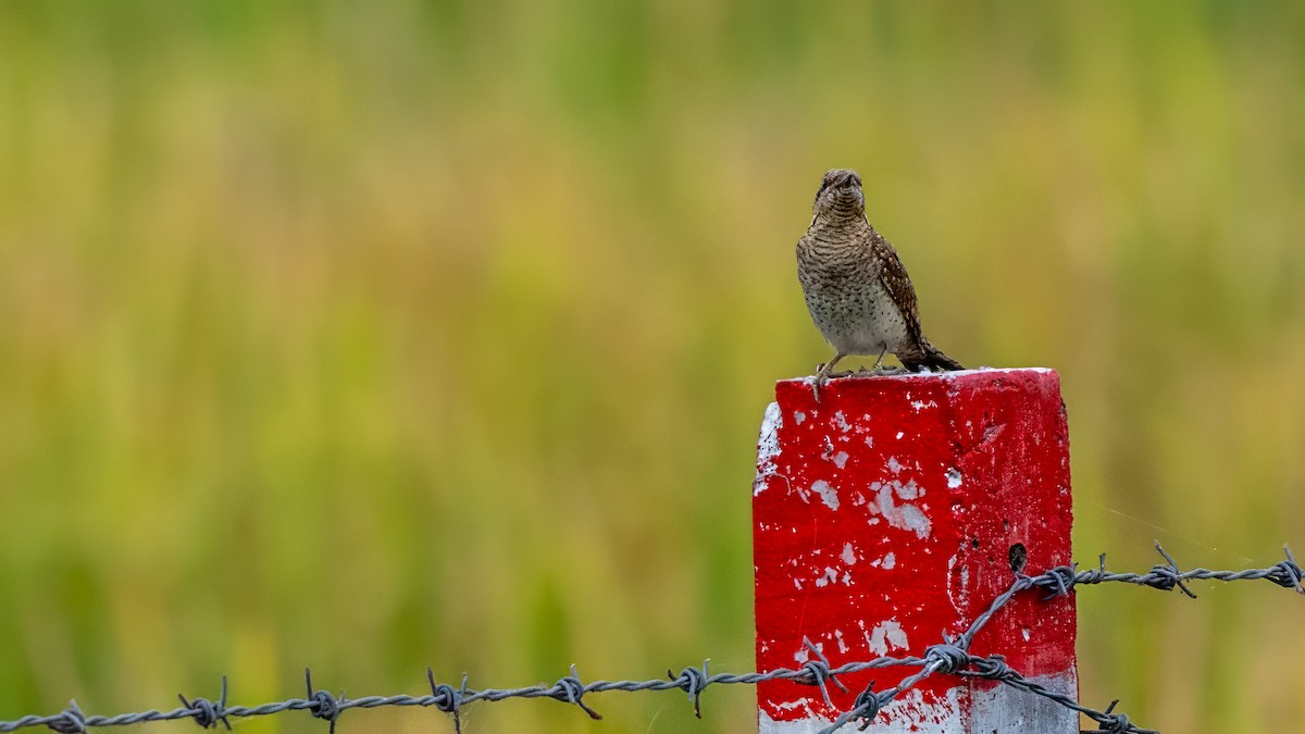 Eurasian Wryneck - ML644567264