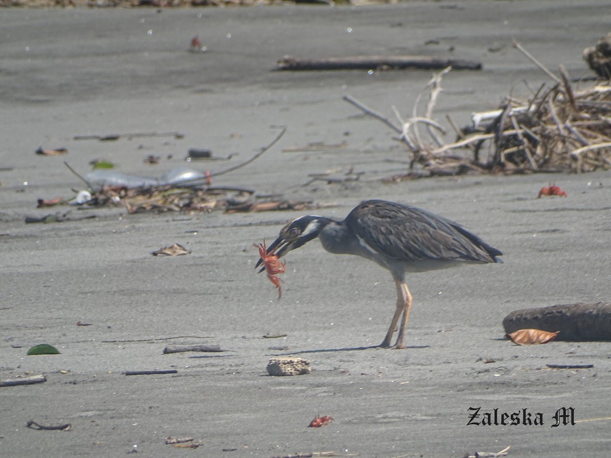 gulkronehegre - ML644567265