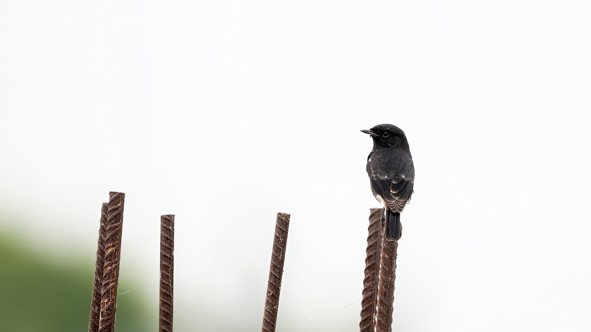 Pied Bushchat - ML644567274
