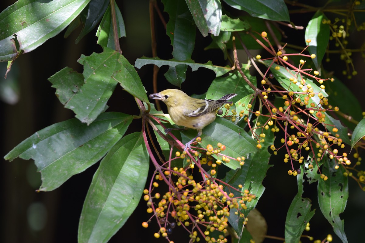 Kestane Gerdanlı Ötleğen - ML644567275