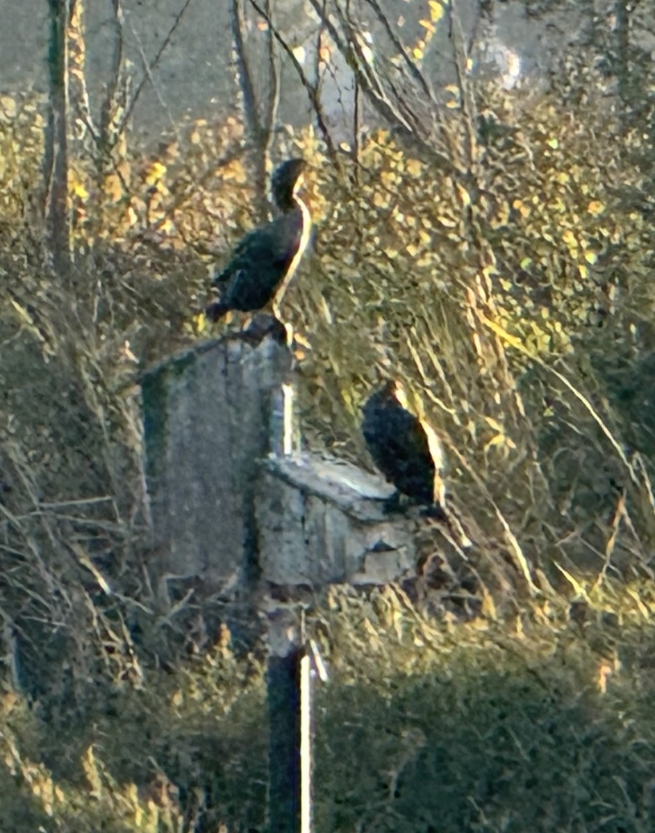 Ubarroi belarriduna - ML644567276