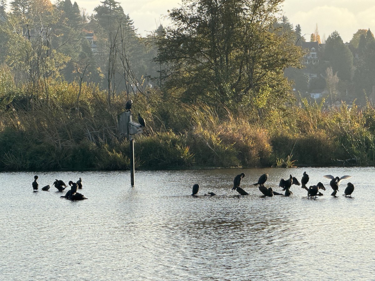 Ubarroi belarriduna - ML644567277