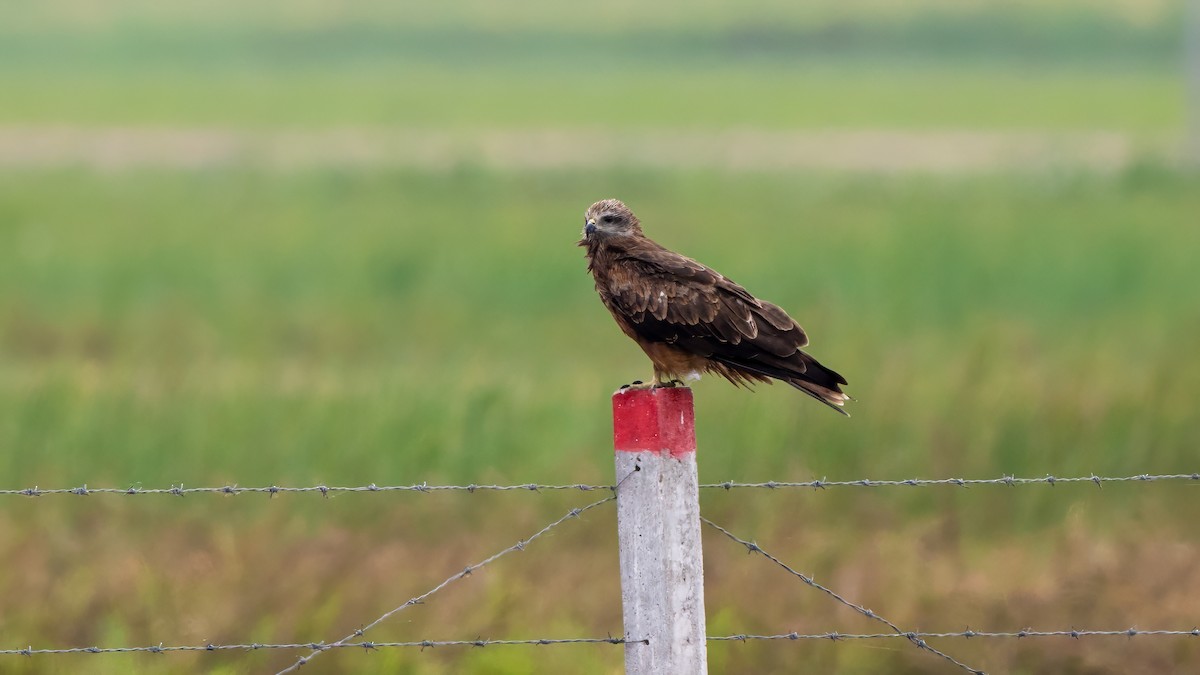 Black Kite - ML644567279