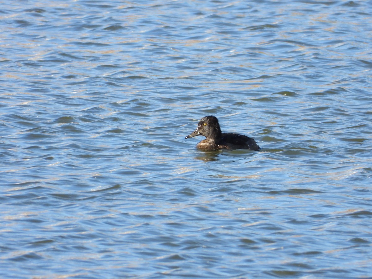 Чернь канадська - ML644567283