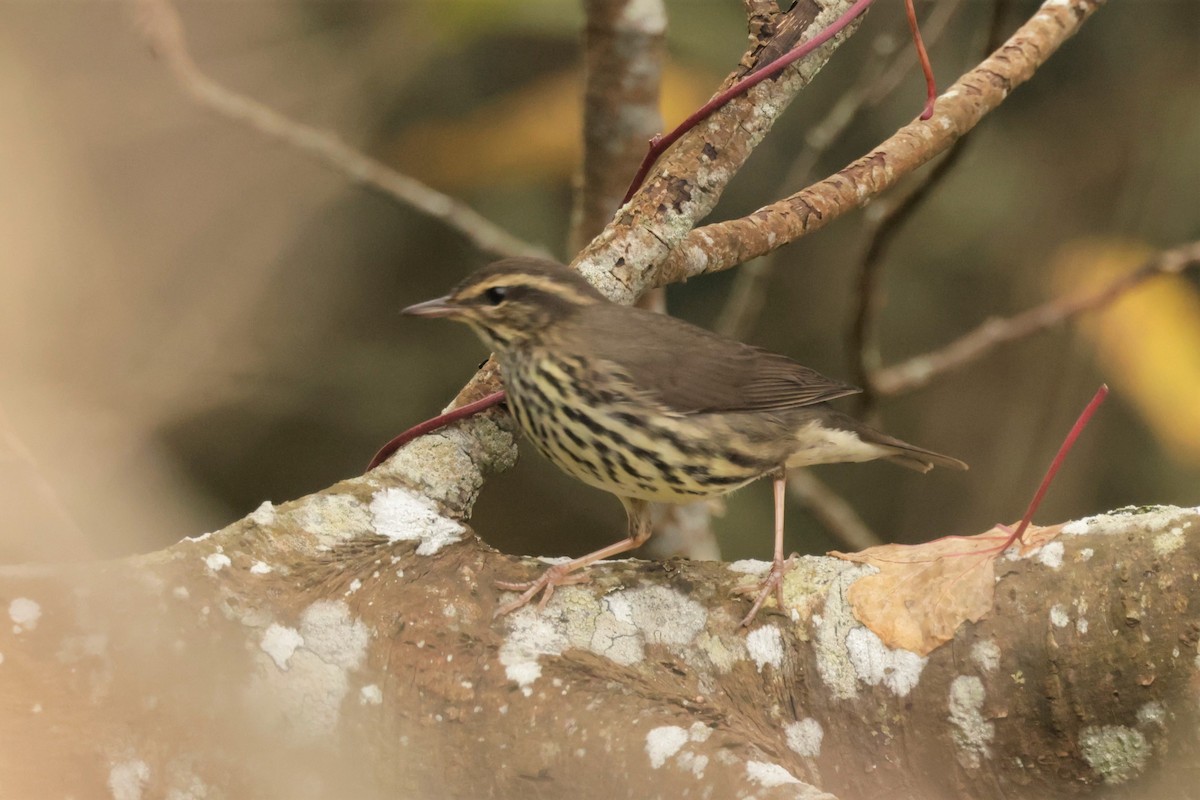 キタミズツグミ - ML644567287