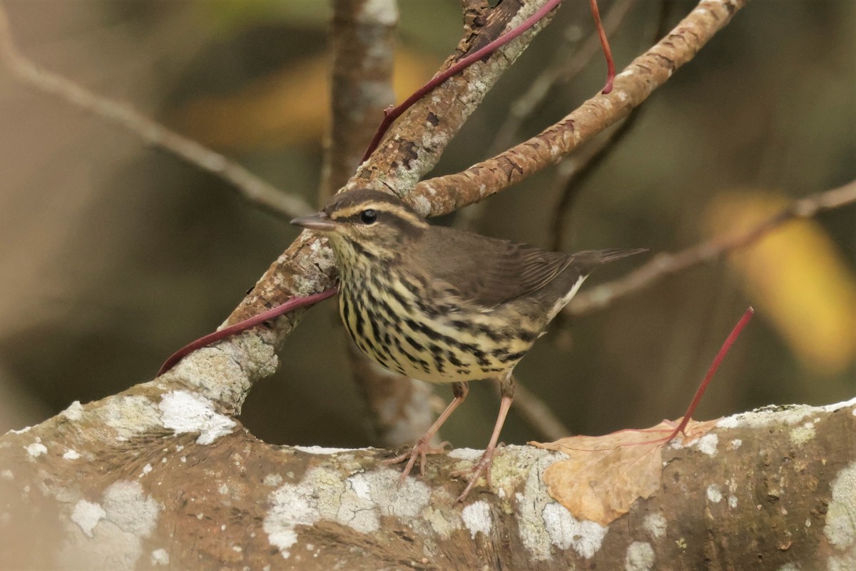 キタミズツグミ - ML644567288