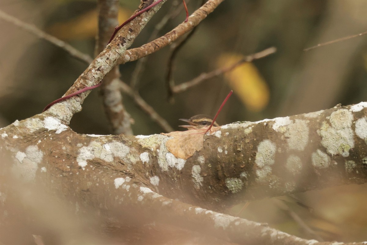 キタミズツグミ - ML644567289