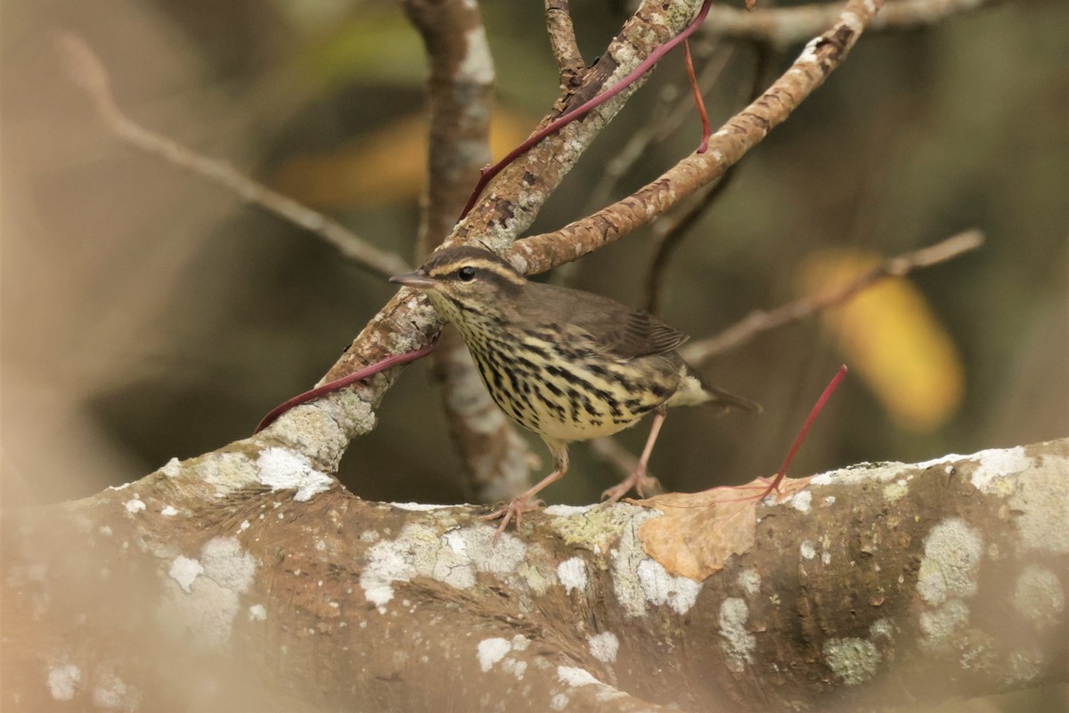 キタミズツグミ - ML644567290