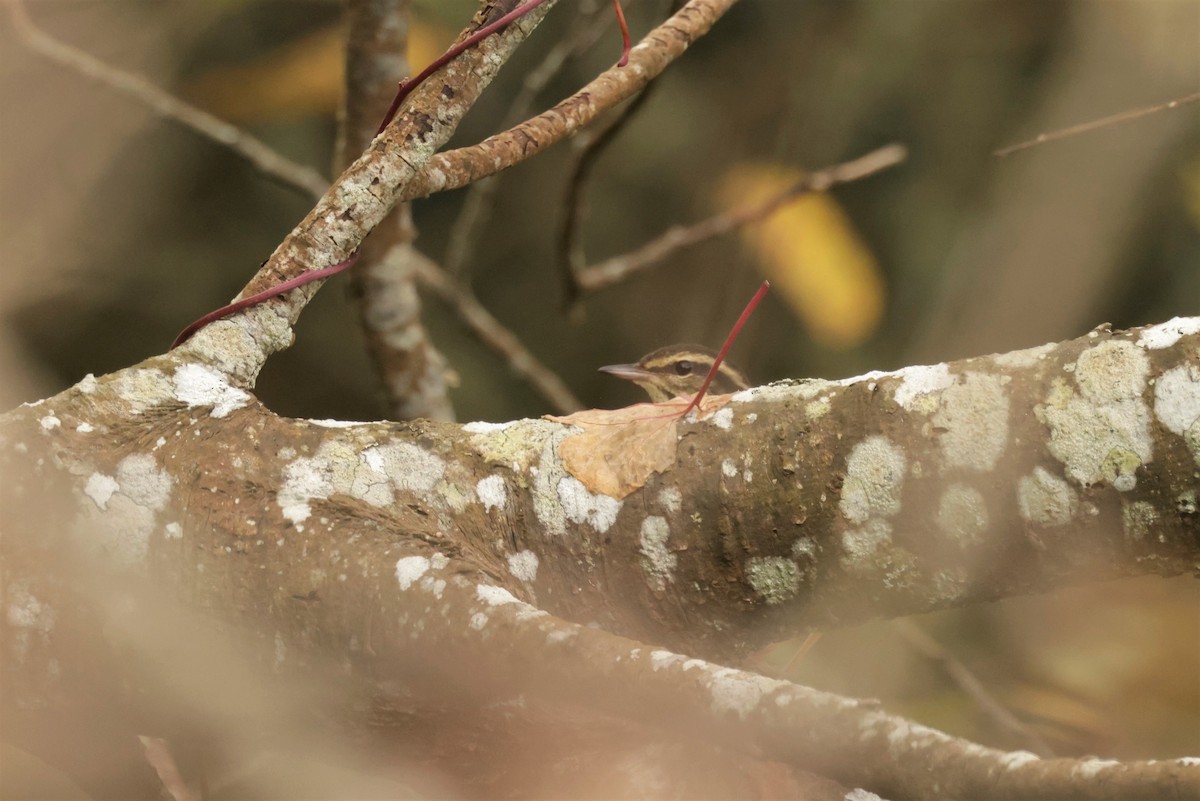 キタミズツグミ - ML644567291