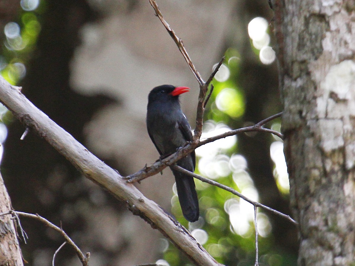 lenivka černá - ML644567292