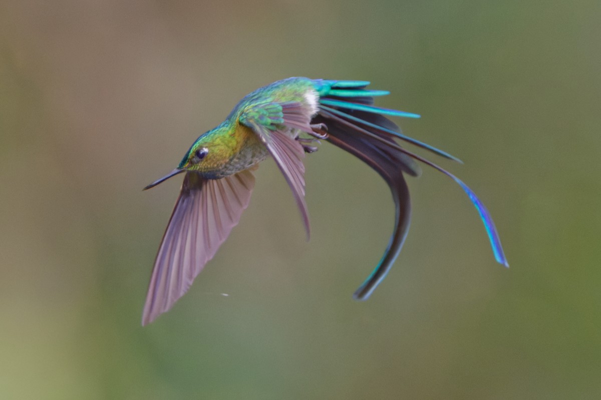 Gök Kuyruklu Ormanperisi - ML644567293