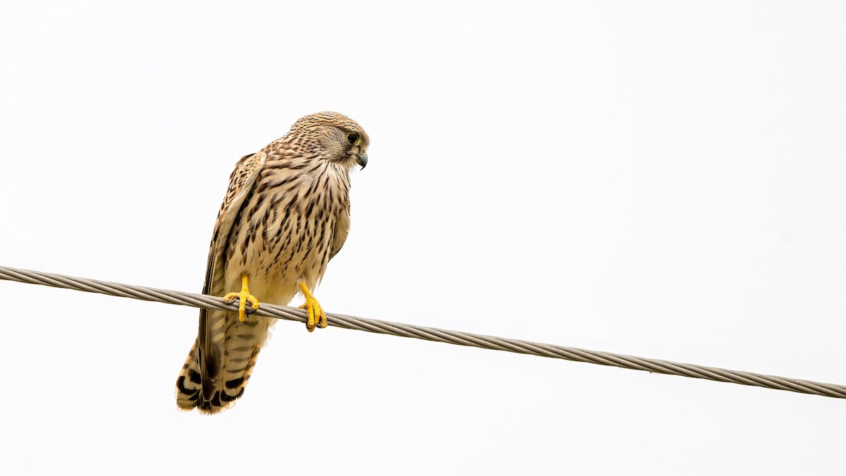 Kerkenez - ML644567294