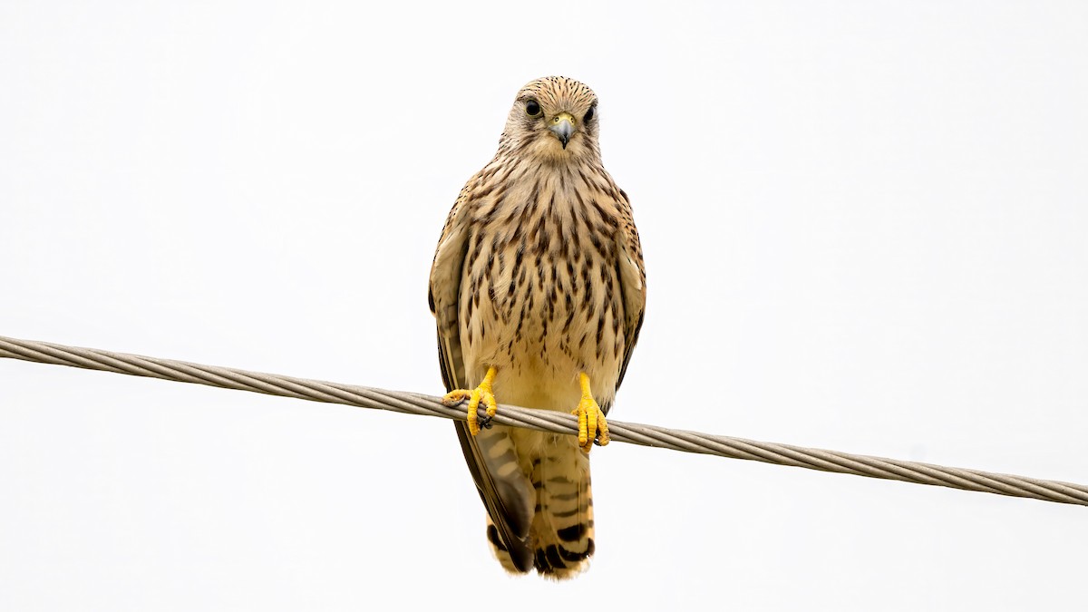 Kerkenez - ML644567295