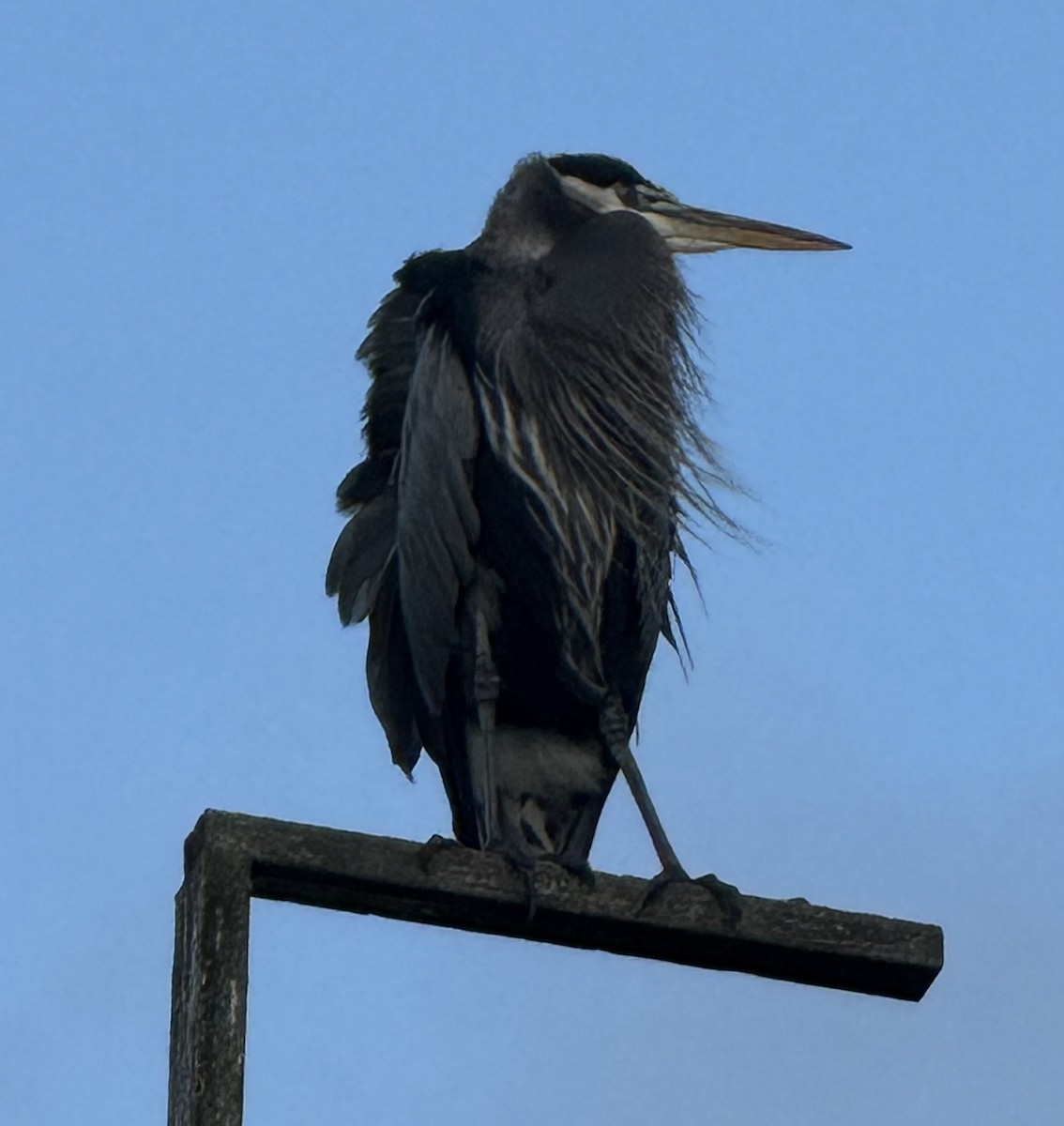 Great Blue Heron - ML644567302
