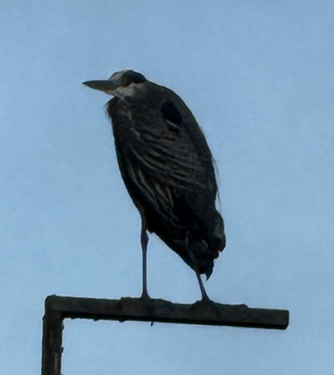 Great Blue Heron - ML644567303