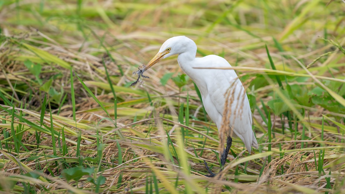Eastern Cattle-Egret - ML644567304