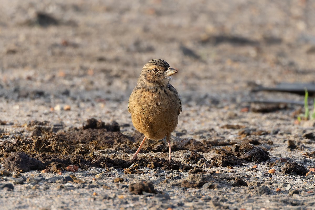Bengal Bushlark - ML644567306