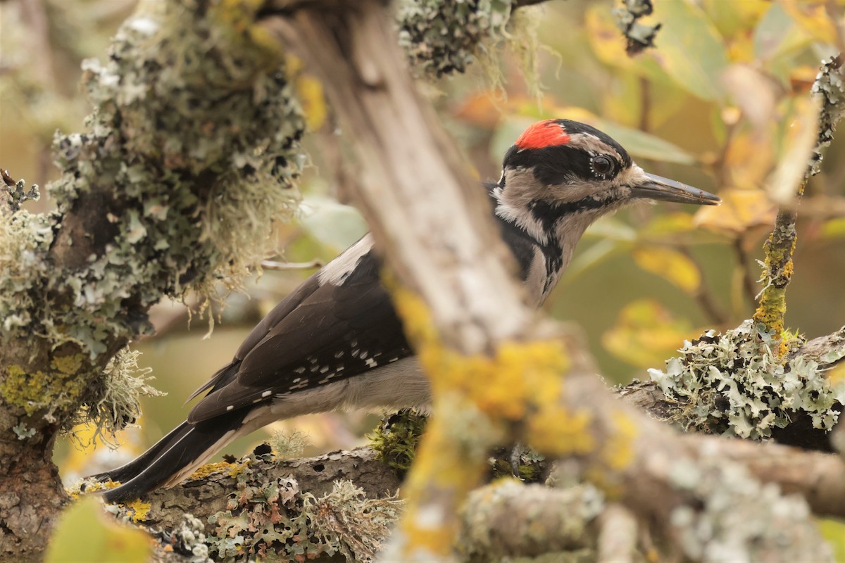 セジロアカゲラ - ML644567309