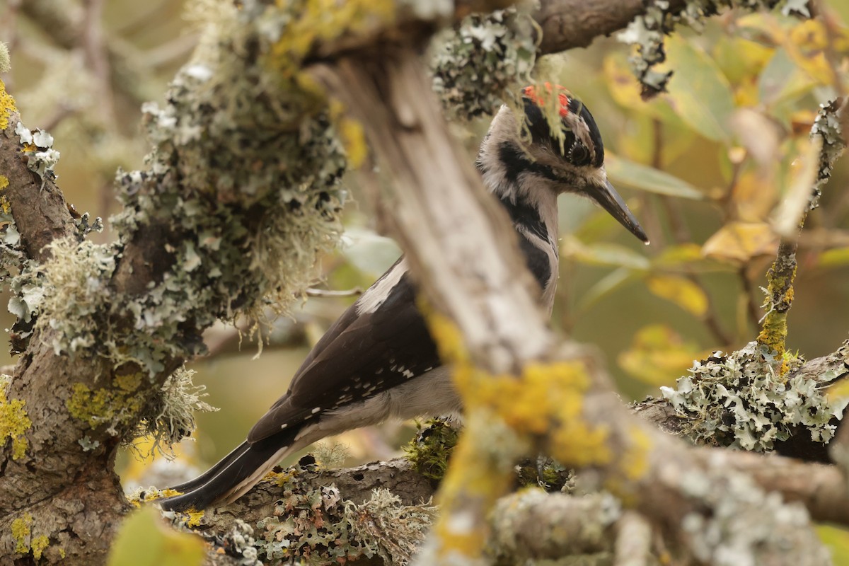 セジロアカゲラ - ML644567312