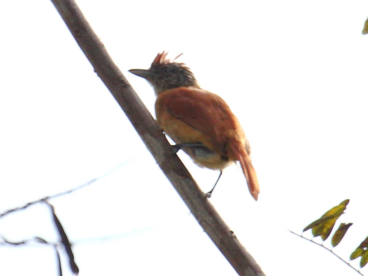 Batará Barrado - ML644567313