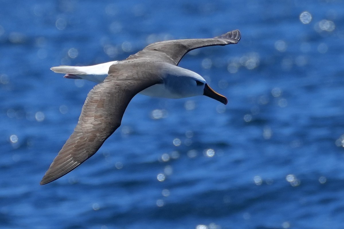 Atlantic Yellow-nosed Albatross - ML644567320
