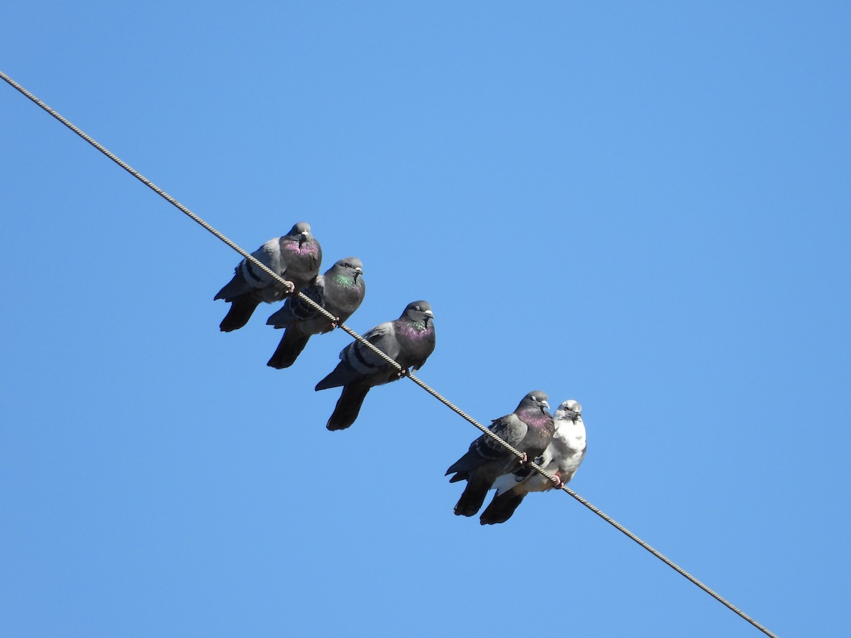 Голуб сизий (міський) - ML644567322