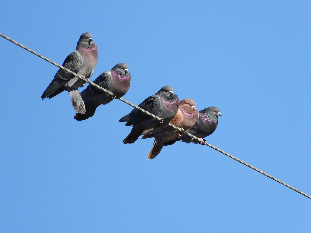 Голуб сизий (міський) - ML644567323