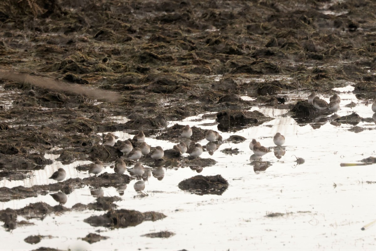 アメリカヒバリシギ - ML644567325