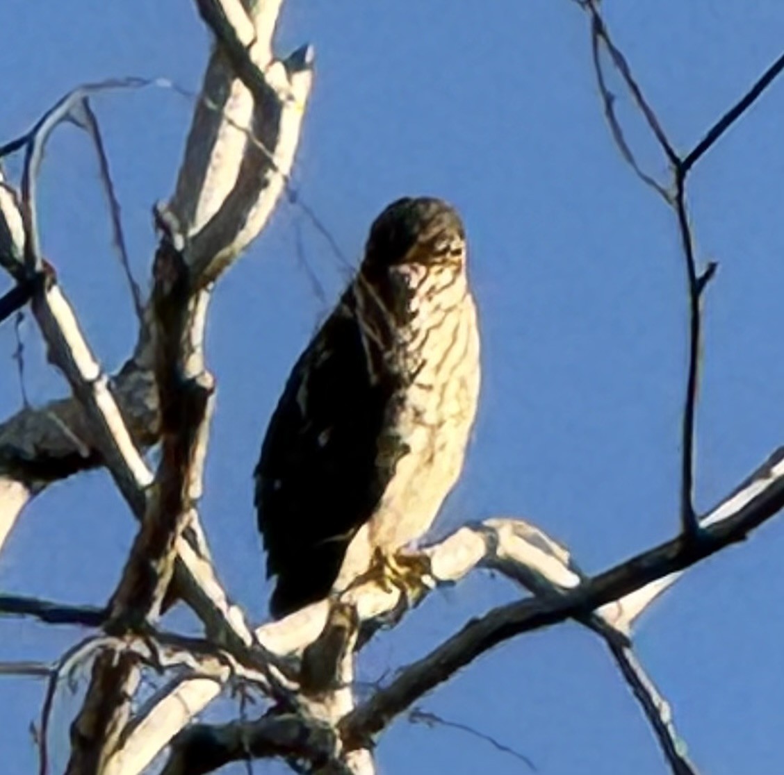 Cooper's Hawk - ML644567327