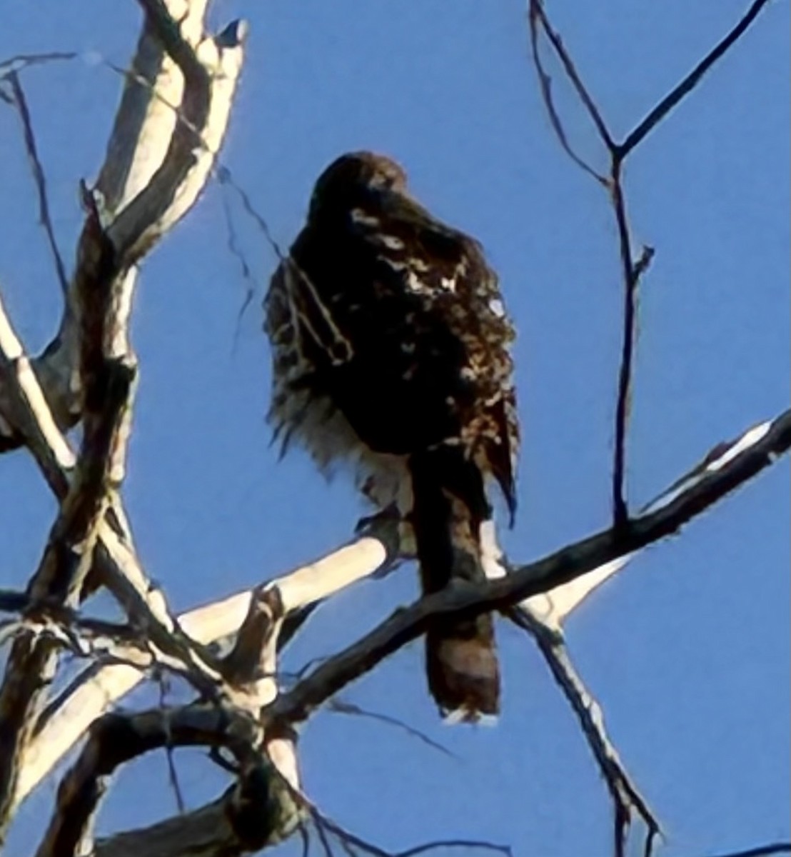 Cooper's Hawk - ML644567328