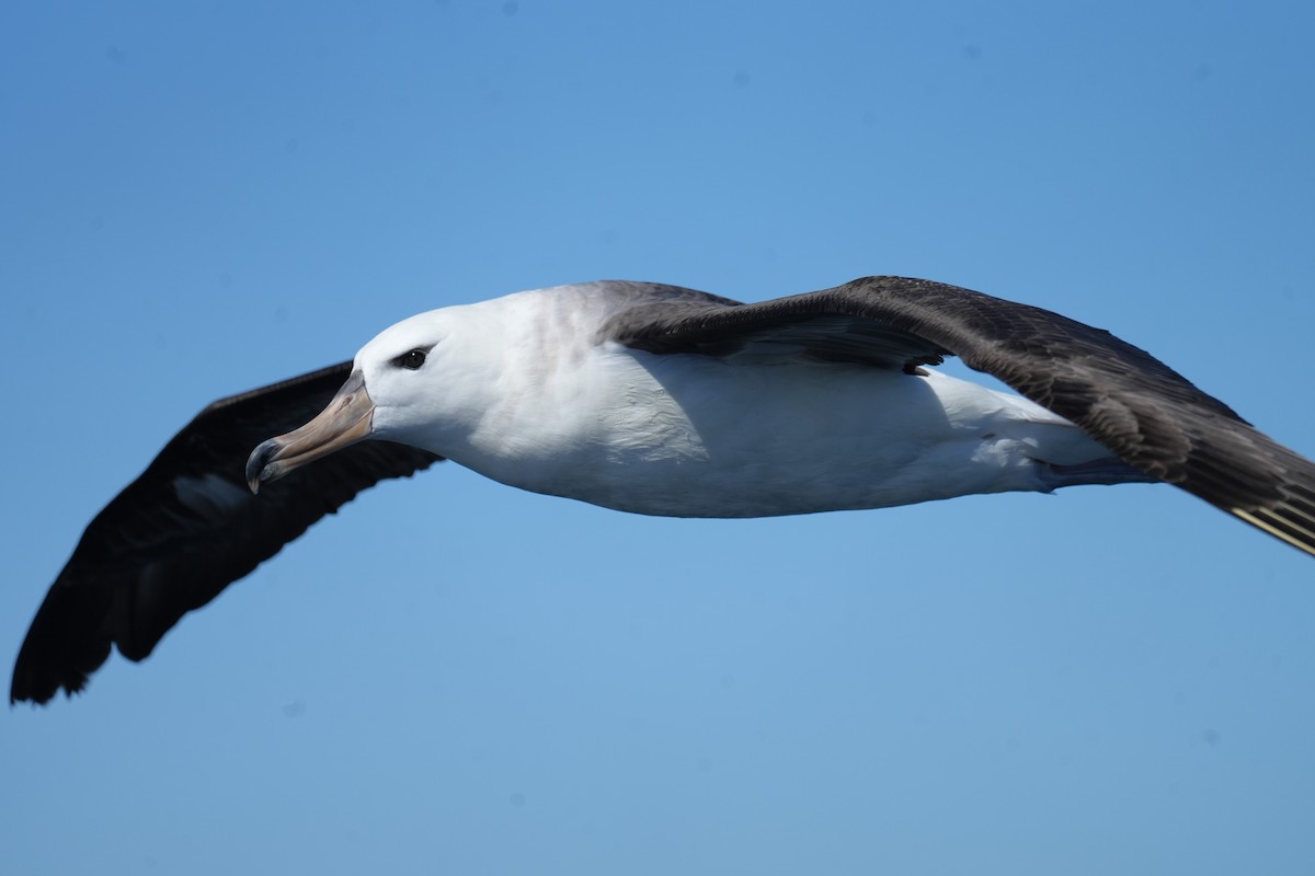 albatros černobrvý - ML644567333