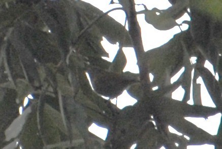 Lesser Greenlet - ML644567336