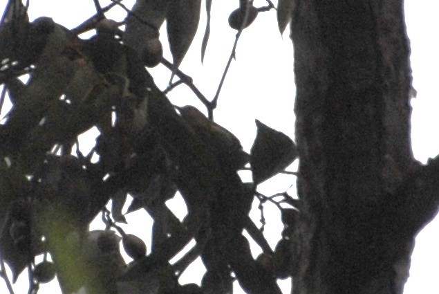 Lesser Greenlet - ML644567337