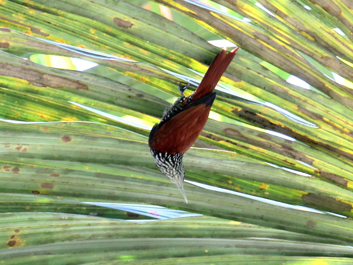 Point-tailed Palmcreeper - ML644567338