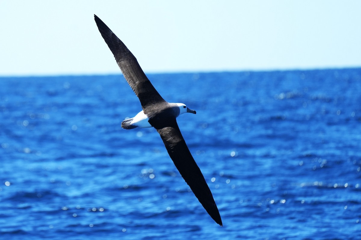 albatros černobrvý - ML644567341