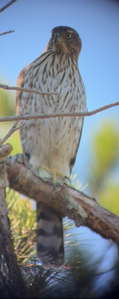Cooper's Hawk - ML644567348