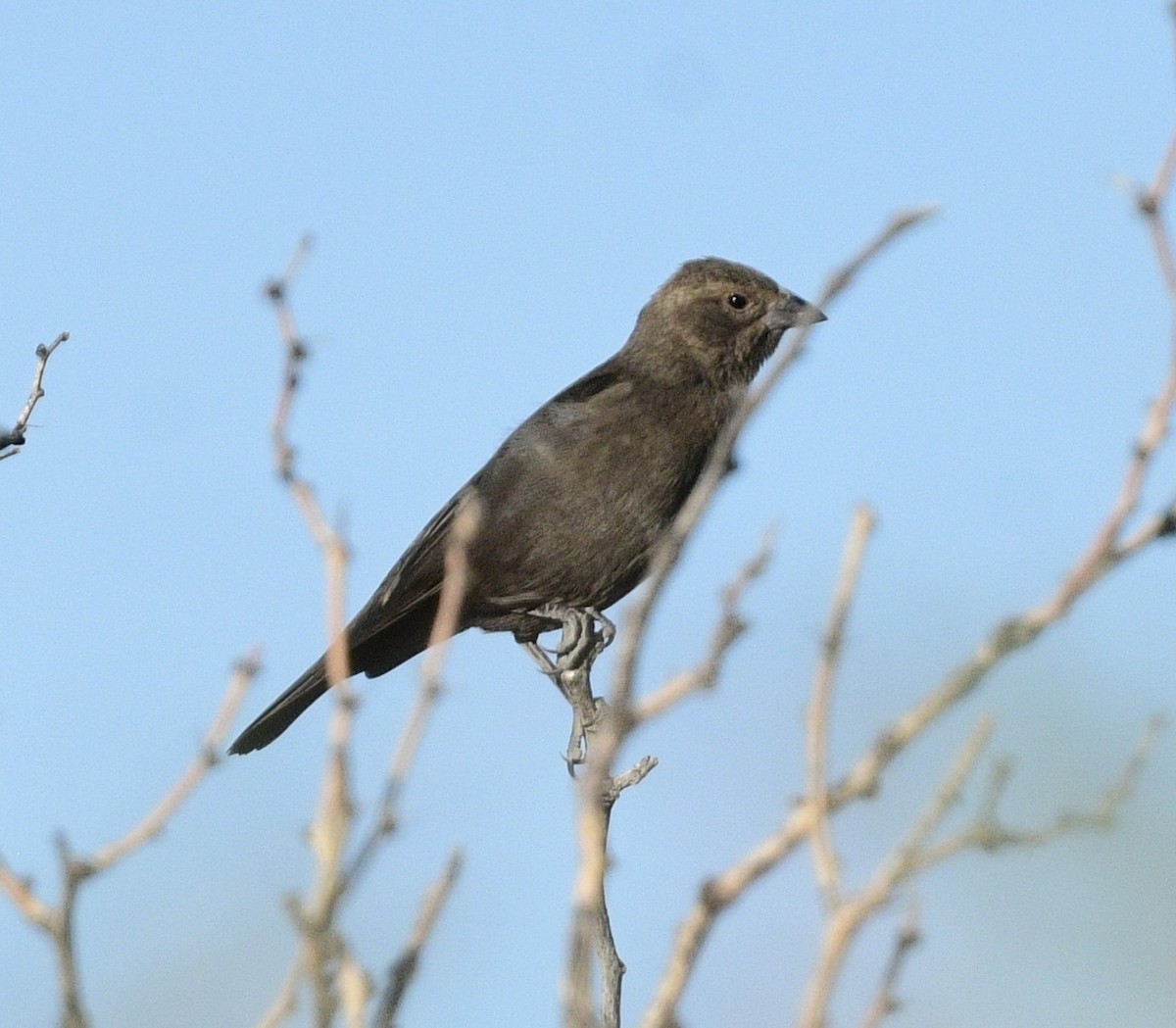 Brown-headed Cowbird - ML644567349
