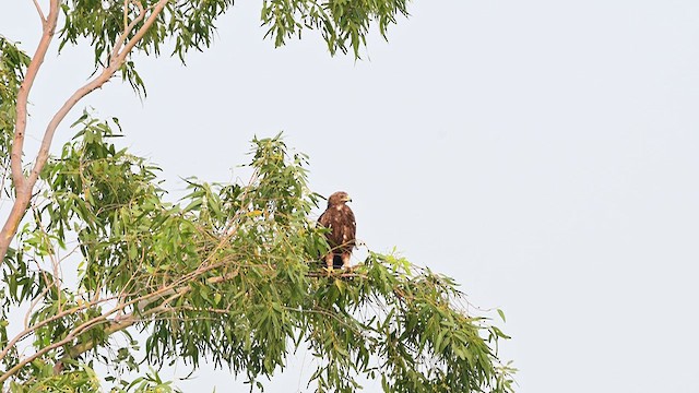 Arrano pikarta - ML644567350