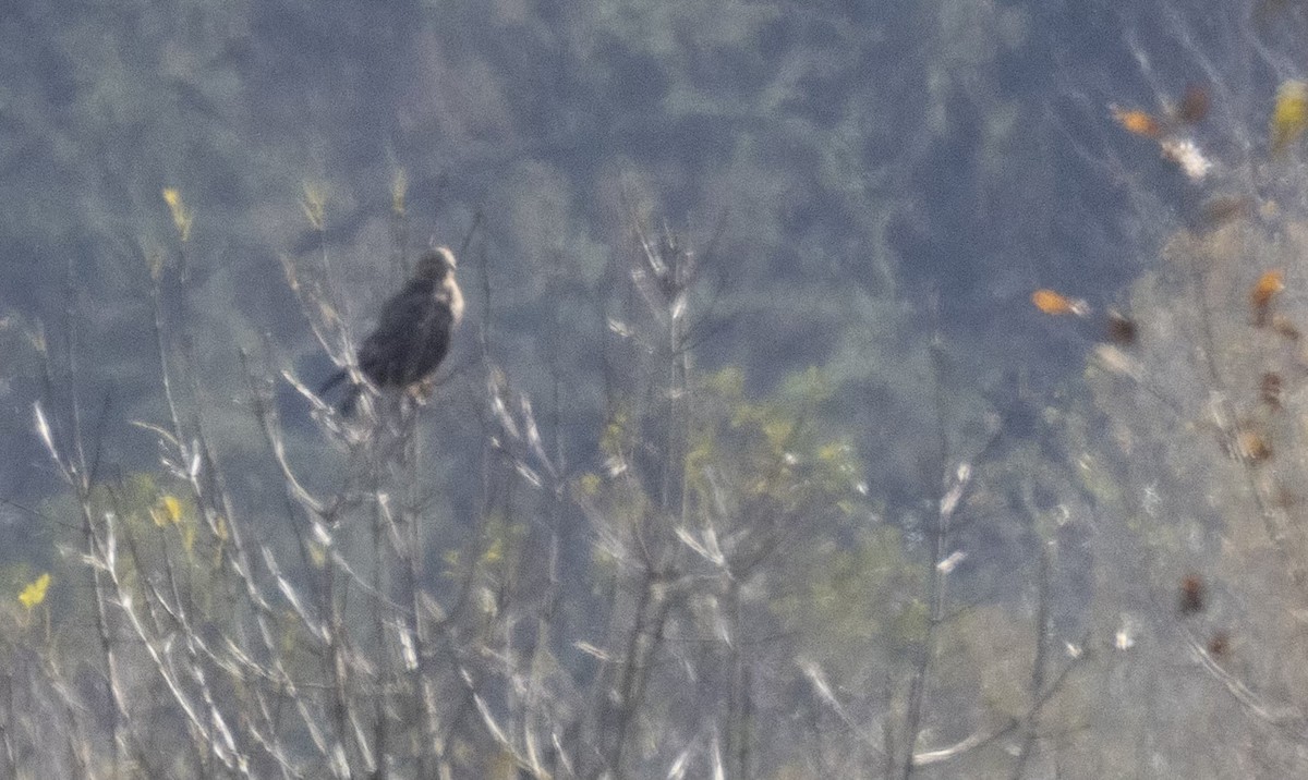 Zapelatz galtzaduna - ML644567351