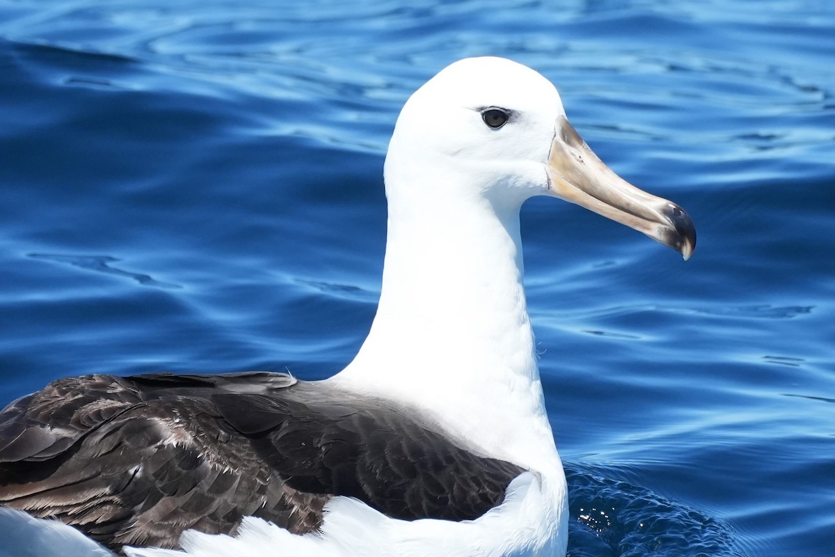 albatros černobrvý - ML644567352