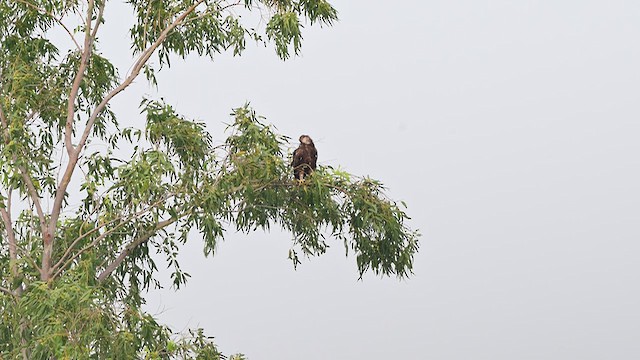 Arrano pikarta - ML644567353