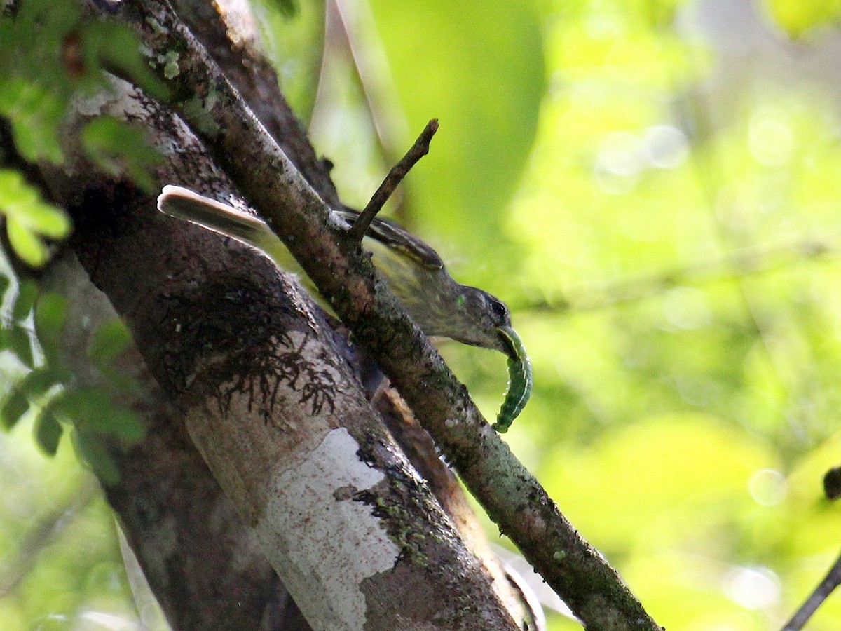 Forest Elaenia - ML644567354