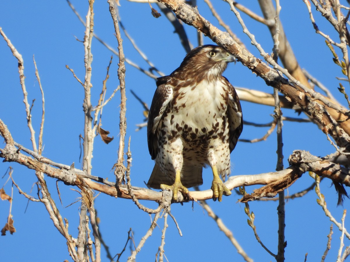 Канюк неоарктичний - ML644567358