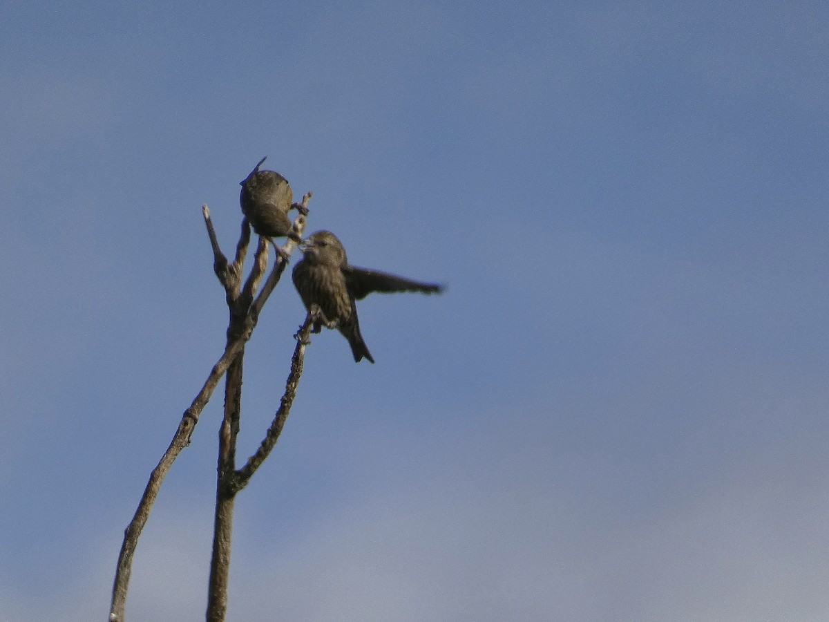 Mokoker arrunta - ML644567359