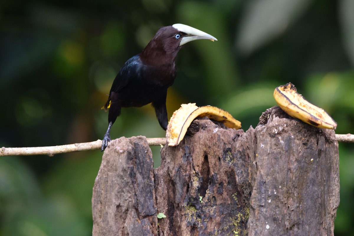 Kahverengi Başlı Oropendula - ML644567362