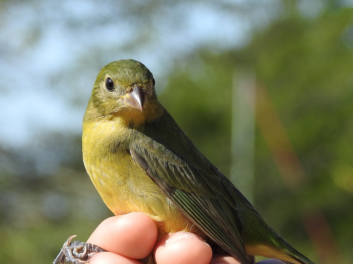 Boyalı Çinte - ML644567363