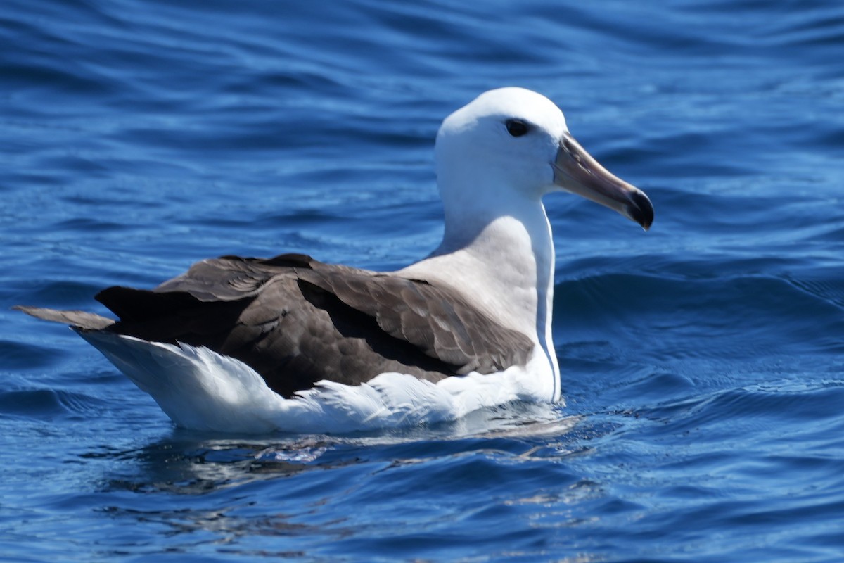 Kara Kaşlı Albatros - ML644567367