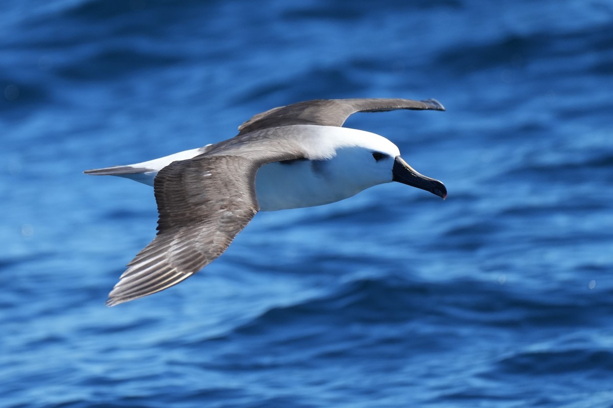 Kara Kaşlı Albatros - ML644567368